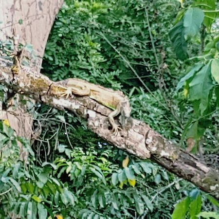 Auto Hotel Paraiso Inn Palenque Kültér fotó